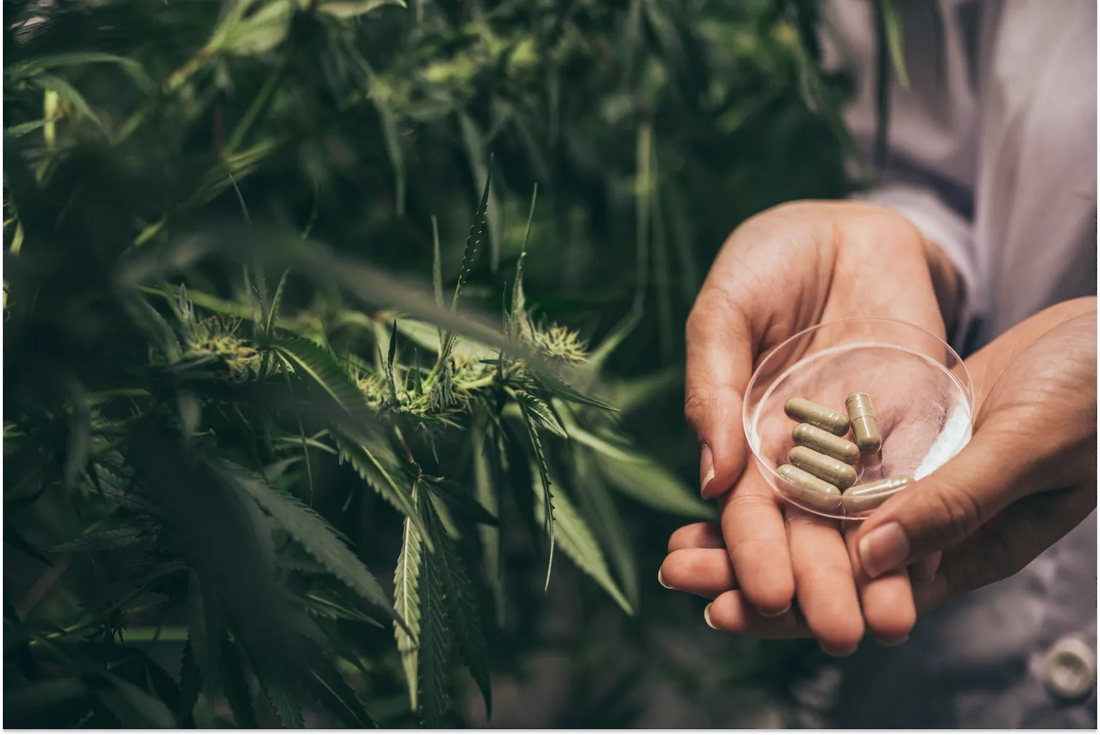 CBD Capsules vs. CBD Oil