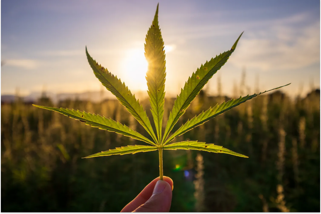 CBD and the Immune System