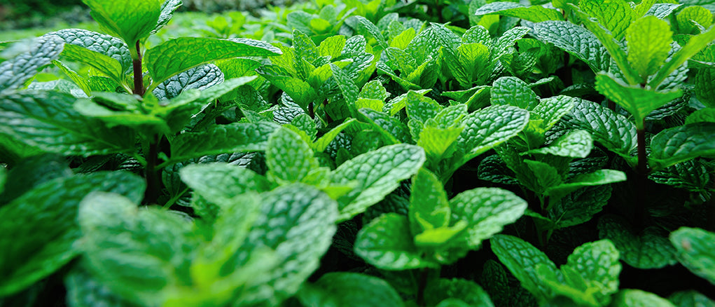 Functional Ingredients